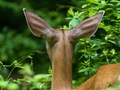 Uszy łani jelenia wirginijskiego. Fot. tnt.dc, źródło: http://commons.wikimedia.org/wiki/File:White-tailed_deer_in_Rock_Creek_Park.jpg, dostęp: 13.01.15
